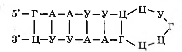 Задача к ЕГЭ по биологии на тему «Палиндромы» №1