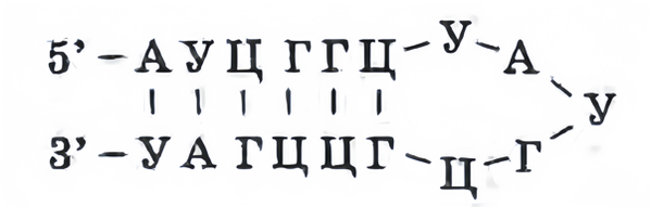 Задача к ЕГЭ по биологии на тему «Палиндромы» №4