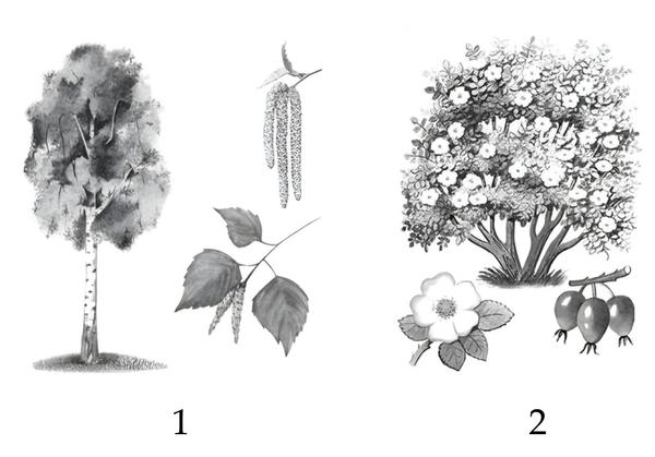 Задача к ОГЭ по биологии на тему «Ботаника» №513