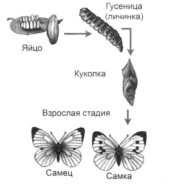 Задача к ОГЭ по биологии на тему «Зоология» №285