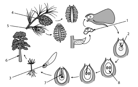 Задача к ЕГЭ по биологии на тему «Ботаника» №559