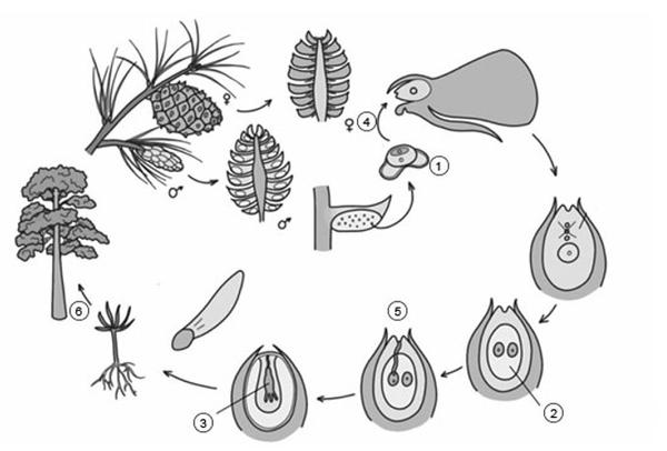 Задача к ЕГЭ по биологии на тему «Ботаника» №597