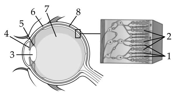 Задача к ЕГЭ по биологии на тему «Анализаторы» №84