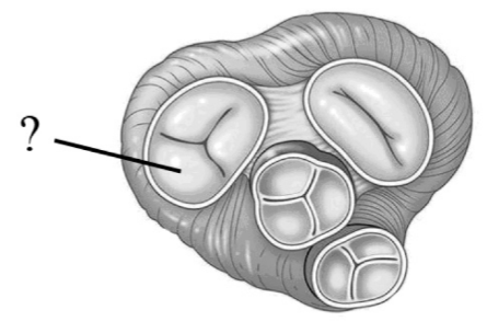 Задача к ЕГЭ по биологии на тему «Кровеносная система» №57