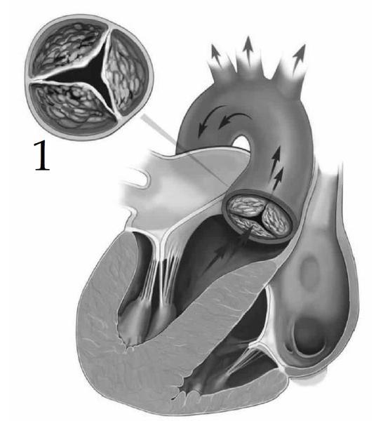 Задача к ЕГЭ по биологии на тему «Кровеносная система» №58