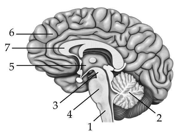 Задача к ЕГЭ по биологии на тему «Нервная система» №162