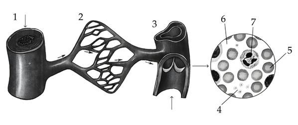 Задача к ЕГЭ по биологии на тему «Кровеносная система» №62