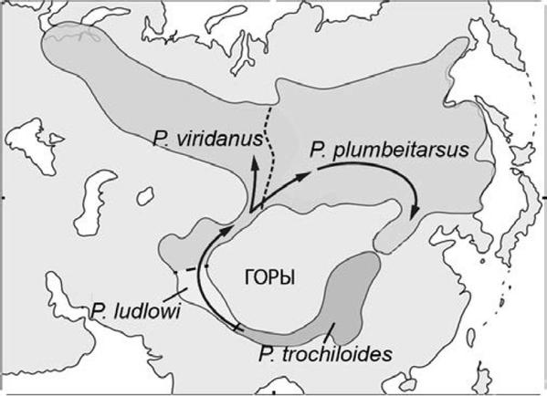 Задача к ЕГЭ по биологии на тему «Видообразование» №58