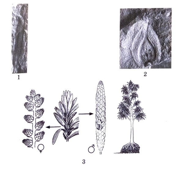 Задача к ЕГЭ по биологии на тему «Геохронология» №13