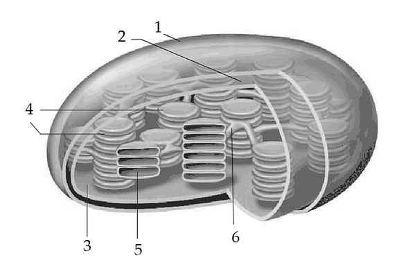 Задача к ЕГЭ по биологии на тему «Общая биология» №658