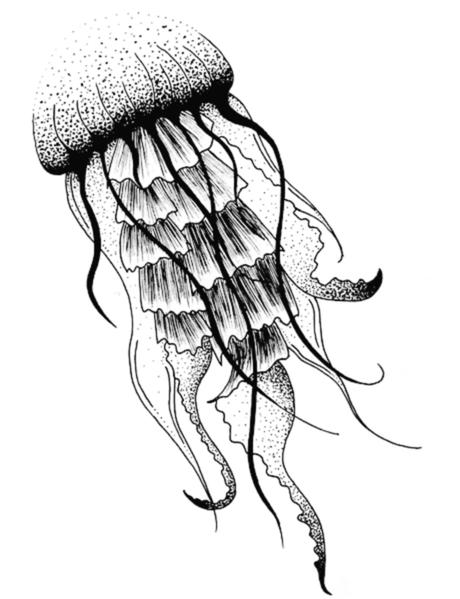 Задача к ОГЭ по биологии на тему «Зоология» №375