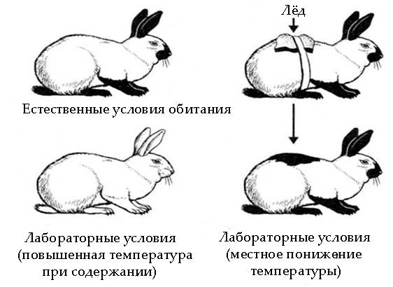 Задача к ОГЭ по биологии на тему «Зоология» №378
