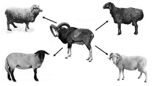 Задача к ОГЭ по биологии на тему «Зоология» №379