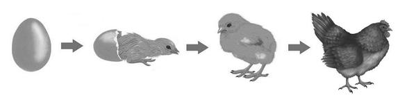 Задача к ОГЭ по биологии на тему «Зоология» №380