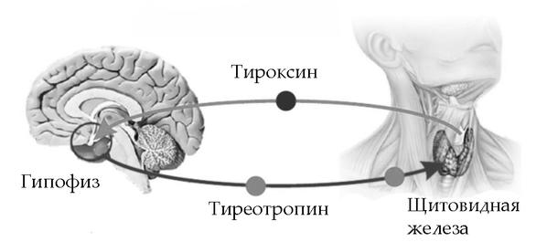 Задача к ОГЭ по биологии на тему «Человек» №395