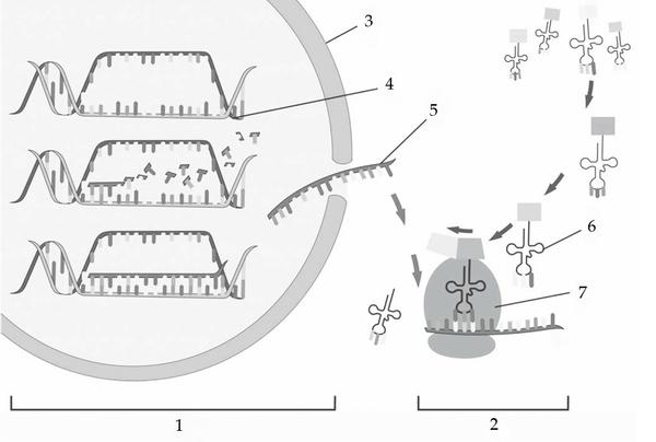 Задача к ЕГЭ по биологии на тему «Обмен веществ» №49
