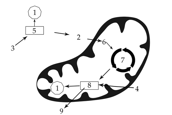 Задача к ЕГЭ по биологии на тему «Обмен веществ» №50