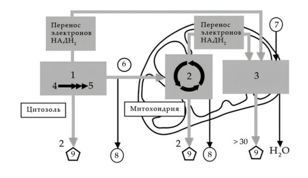 Задача к ЕГЭ по биологии на тему «Обмен веществ» №53