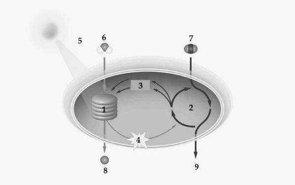 Задача к ЕГЭ по биологии на тему «Обмен веществ» №54