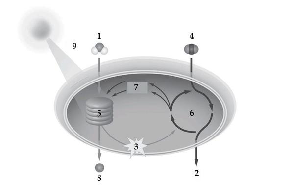 Задача к ЕГЭ по биологии на тему «Обмен веществ» №56