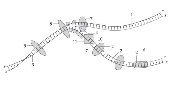 Задача к ЕГЭ по биологии на тему «Обмен веществ» №60