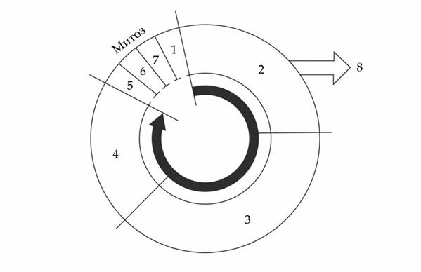 Задача к ЕГЭ по биологии на тему «Деление клетки и цикл» №13