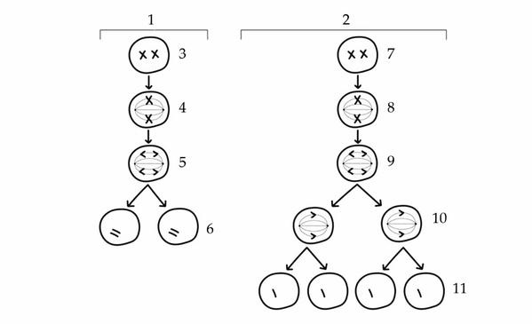 Задача к ЕГЭ по биологии на тему «Деление клетки и цикл» №19