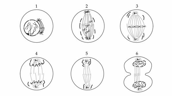 Задача к ЕГЭ по биологии на тему «Деление клетки и цикл» №20