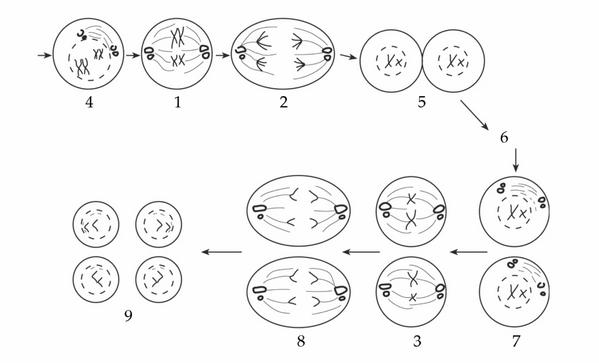 Задача к ЕГЭ по биологии на тему «Деление клетки и цикл» №22