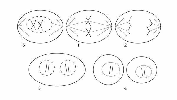Задача к ЕГЭ по биологии на тему «Деление клетки и цикл» №23