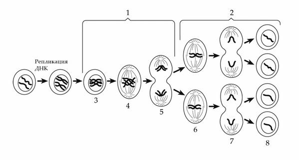 Задача к ЕГЭ по биологии на тему «Деление клетки и цикл» №25