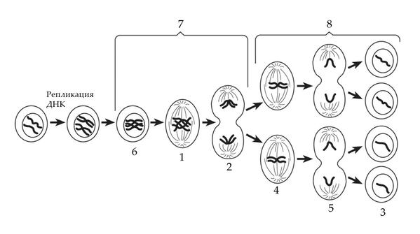 Задача к ЕГЭ по биологии на тему «Деление клетки и цикл» №28
