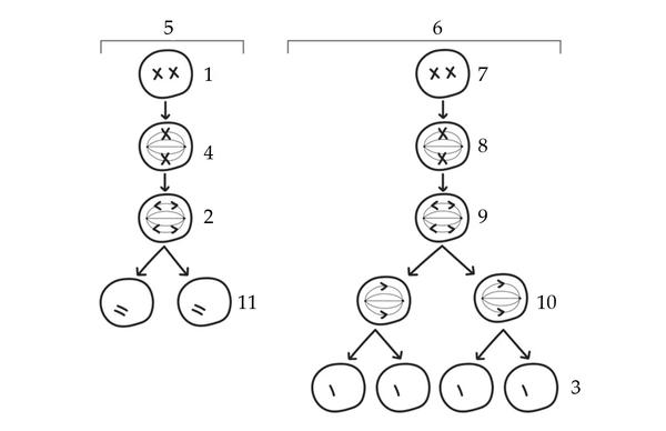 Задача к ЕГЭ по биологии на тему «Деление клетки и цикл» №29
