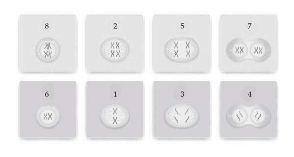 Задача к ЕГЭ по биологии на тему «Деление клетки и цикл» №32