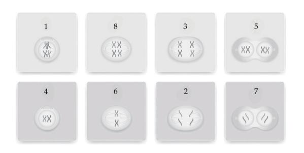 Задача к ЕГЭ по биологии на тему «Деление клетки и цикл» №34