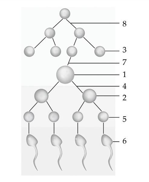 Задача к ЕГЭ по биологии на тему «Гаметогенез» №15