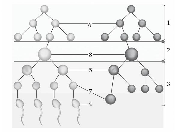 Задача к ЕГЭ по биологии на тему «Гаметогенез» №17
