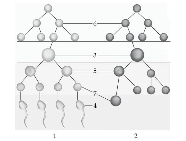 Задача к ЕГЭ по биологии на тему «Гаметогенез» №19