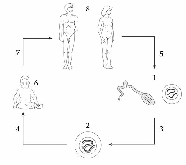Задача к ЕГЭ по биологии на тему «Гаметогенез» №21