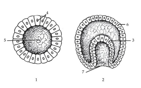 Задача к ЕГЭ по биологии на тему «Гаметогенез» №23