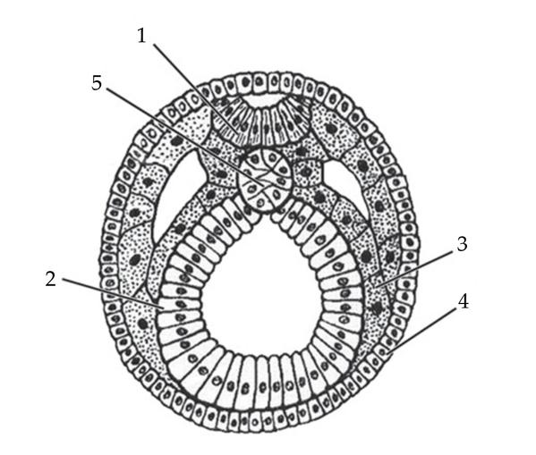 Задача к ЕГЭ по биологии на тему «Онтогенез» №26