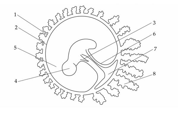 Задача к ЕГЭ по биологии на тему «Онтогенез» №28