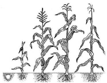 Задача к ОГЭ по биологии на тему «Ботаника» №670