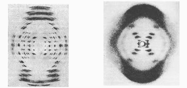 Задача к ЕГЭ по биологии на тему «Методы научного познания» №37