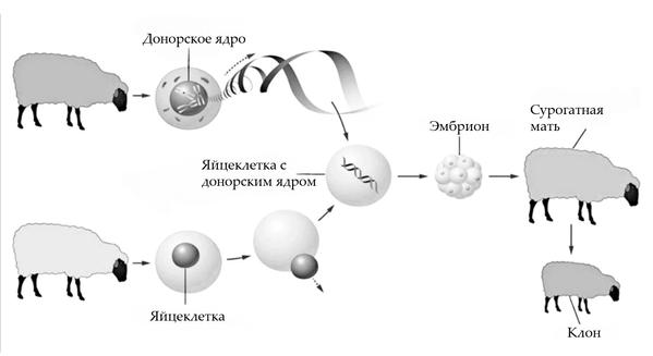 Задача к ЕГЭ по биологии на тему «Методы научного познания» №38
