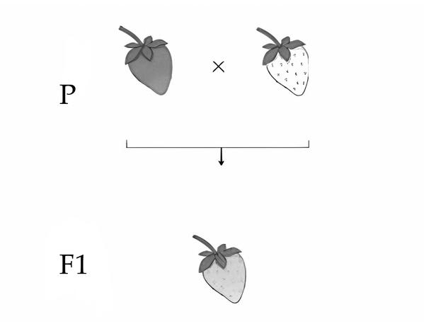 Задача к ЕГЭ по биологии на тему «Методы научного познания» №40