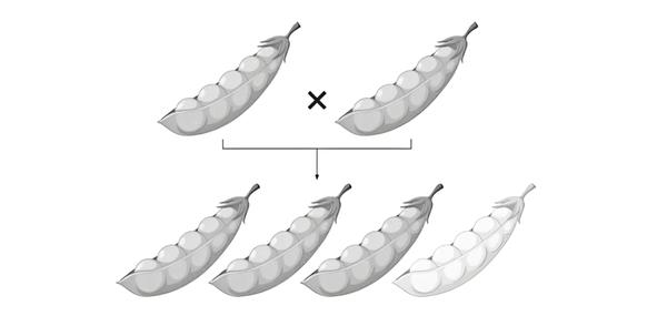 Задача к ЕГЭ по биологии на тему «Методы научного познания» №43