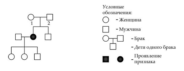 Задача к ЕГЭ по биологии на тему «Задачи на родословные» №12