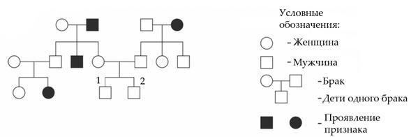 Задача к ЕГЭ по биологии на тему «Задачи на родословные» №14