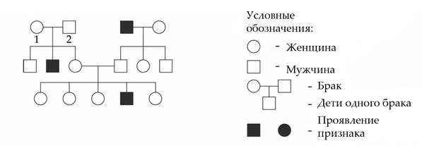 Задача к ЕГЭ по биологии на тему «Задачи на родословные» №15